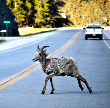 Bighorn Sheep Crossing roadの写真素材