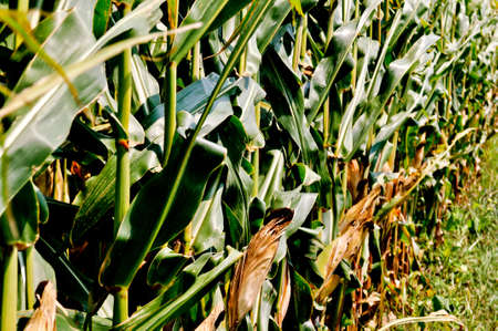 Corn field