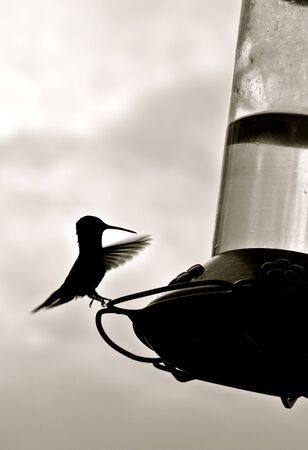 Hummingbird lands on perchの写真素材