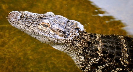 Alligator looksの写真素材