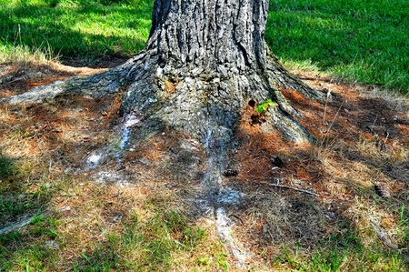 Tree Rootsの写真素材