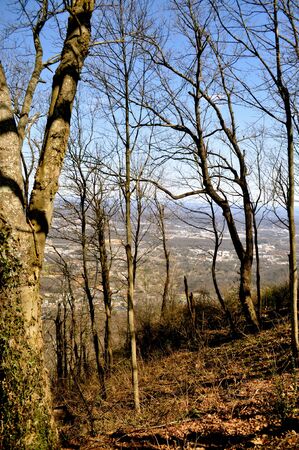 Aerial View of Chattanooga through the trees
の写真素材