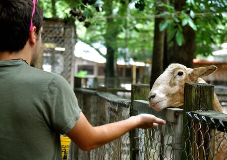 Myrtle Beach - Boy Feeds goatの写真素材