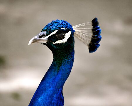  Peacock Blue
の写真素材