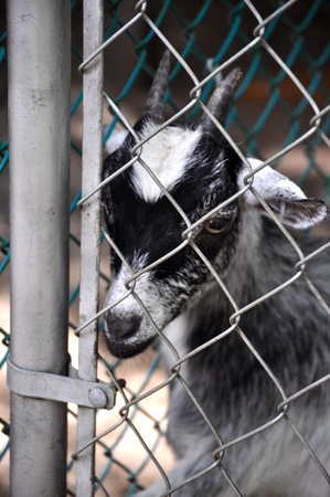 Goat stares behind fenceの写真素材