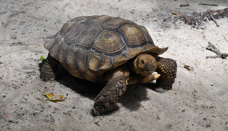 Turtle Looking