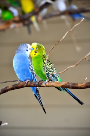 Two Parakeetsの写真素材