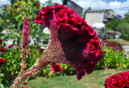 Brain Flower with flowering petals