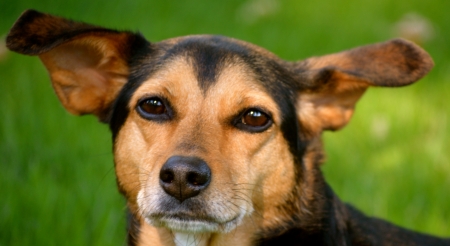 Meagle - Min-Pin Beagle Mixed Breed Dogの写真素材