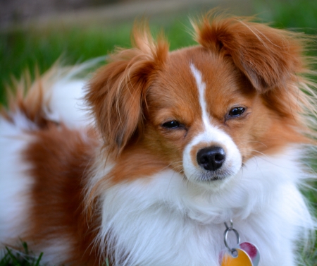 Pappillon Puppy Stares at the Cameraの写真素材