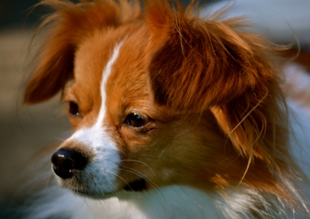 Pappillon Puppy Stares Away From the Cameraの写真素材