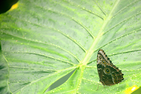 Butterfly living in a butterfly sanctuaryの写真素材
