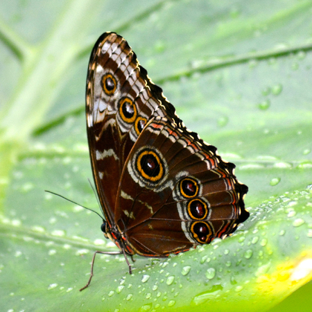 Butterfly living in a butterfly sanctuaryの写真素材