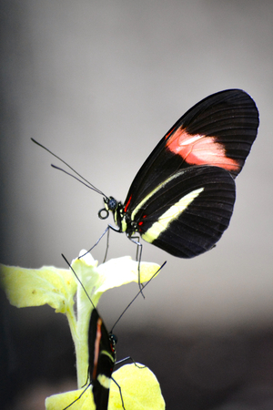 Butterfly living in a butterfly sanctuaryの写真素材