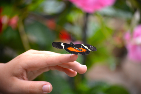 Butterfly living in a butterfly sanctuaryの写真素材