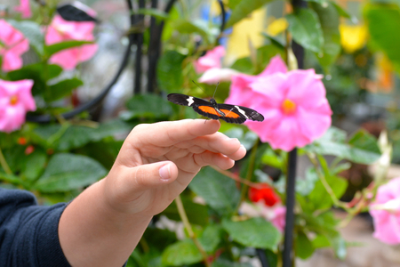 Butterfly living in a butterfly sanctuaryの写真素材