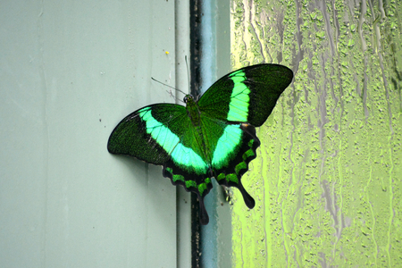 Butterfly living in a butterfly sanctuaryの写真素材