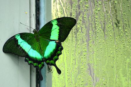 Butterfly living in a butterfly sanctuaryの写真素材