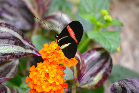 Butterfly living in a butterfly sanctuaryの写真素材