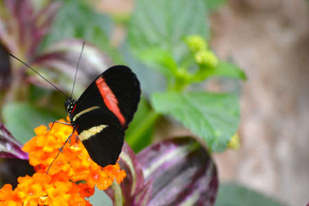 Butterfly living in a butterfly sanctuaryの写真素材