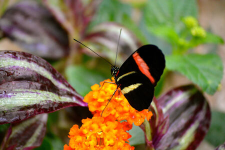 Butterfly living in a butterfly sanctuaryの写真素材