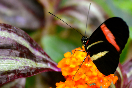Butterfly living in a butterfly sanctuaryの写真素材