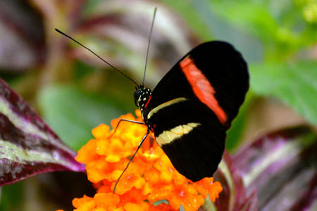 Butterfly living in a butterfly sanctuaryの写真素材