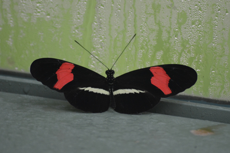 Butterfly living in a butterfly sanctuaryの写真素材