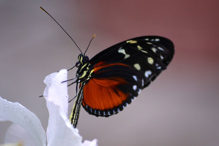 Butterfly living in a butterfly sanctuaryの写真素材