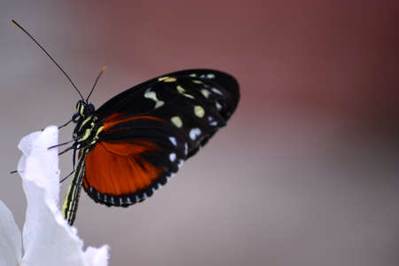 Butterfly living in a butterfly sanctuaryの写真素材