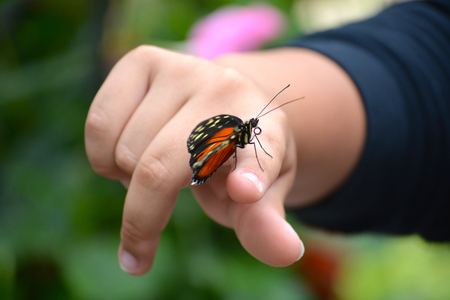 Butterfly living in a butterfly sanctuaryの写真素材