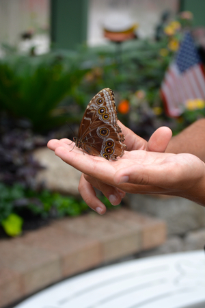 Butterfly living in a butterfly sanctuaryの写真素材