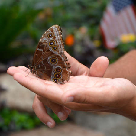 Butterfly living in a butterfly sanctuaryの写真素材