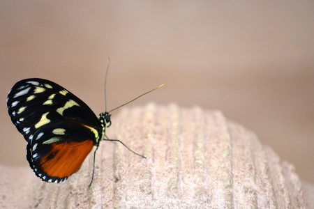 Butterfly living in a butterfly sanctuaryの写真素材