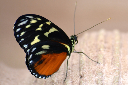 Butterfly living in a butterfly sanctuaryの写真素材