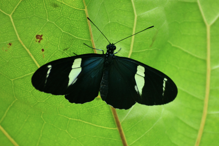 Butterfly living in a butterfly sanctuaryの写真素材