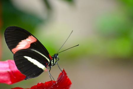 Butterfly living in a butterfly sanctuaryの写真素材