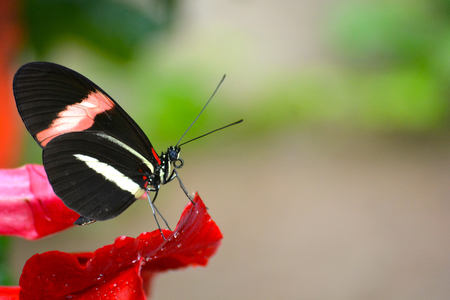 Butterfly living in a butterfly sanctuaryの写真素材