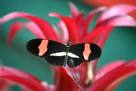 Butterfly living in a butterfly sanctuaryの写真素材