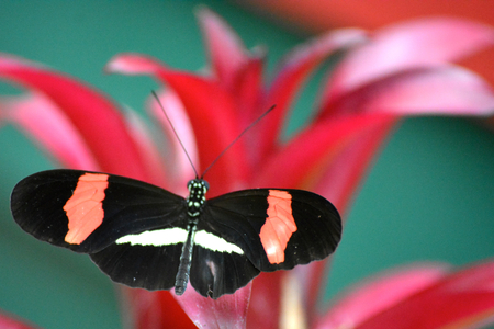 Butterfly living in a butterfly sanctuaryの写真素材