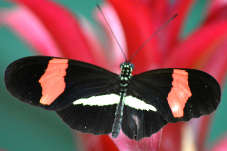 Butterfly living in a butterfly sanctuaryの写真素材