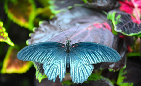 Butterfly living in a butterfly sanctuaryの写真素材