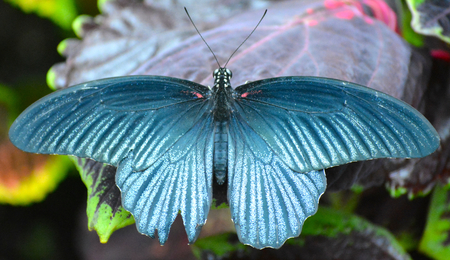 Butterfly living in a butterfly sanctuaryの写真素材