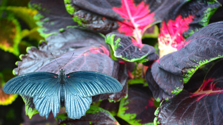 Butterfly living in a butterfly sanctuaryの写真素材