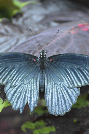 Butterfly living in a butterfly sanctuaryの写真素材