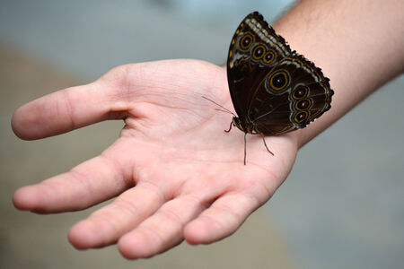 Butterfly living in a butterfly sanctuaryの写真素材