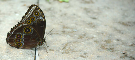 Butterfly living in a butterfly sanctuaryの写真素材