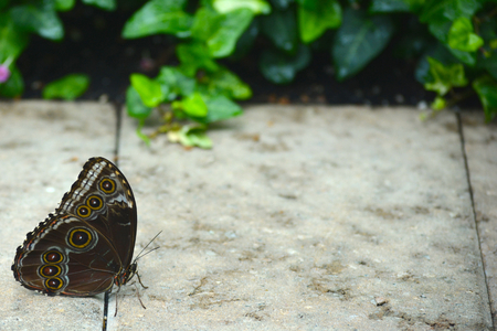 Butterfly living in a butterfly sanctuaryの写真素材