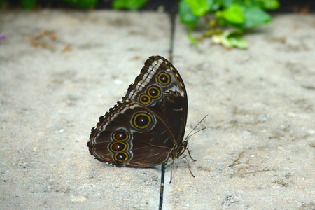 Butterfly living in a butterfly sanctuaryの写真素材