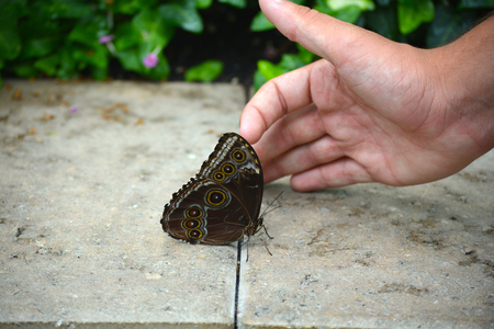 Butterfly living in a butterfly sanctuaryの写真素材